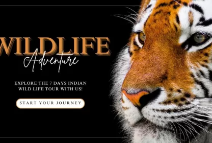 Best Indian Wildlife Tour 2025